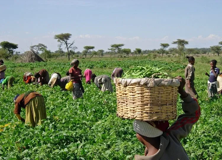 VIII CONFERÊNCIA DA AGRICULTURA